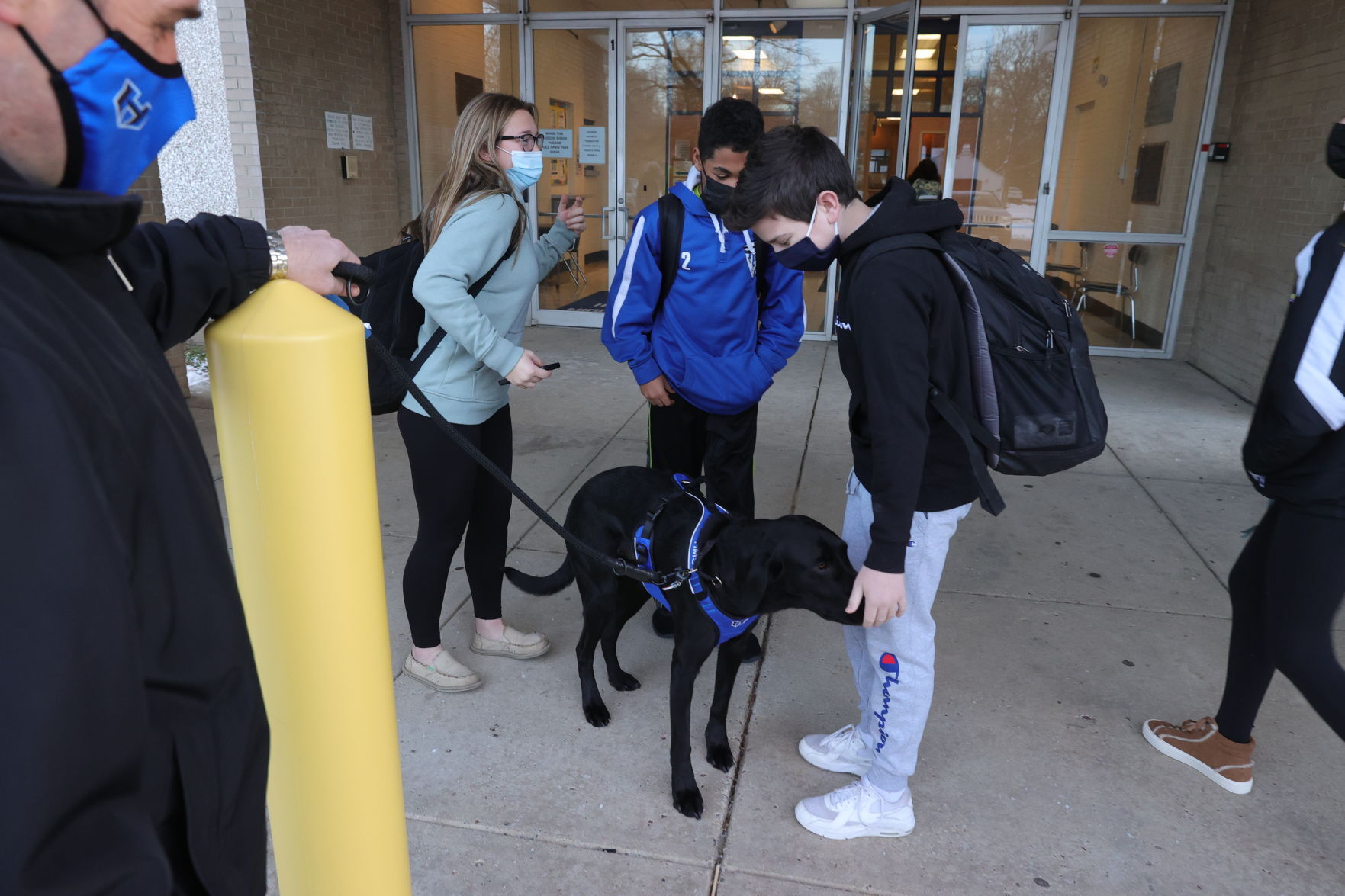 Wally Therapy Dog